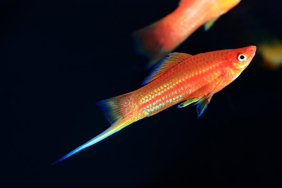 Freshwater Aquarium Fish #7 Photograph by Jeby69