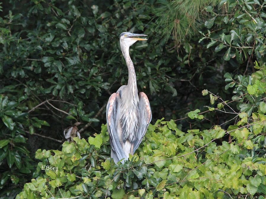 GBH Photograph by Eva Underberg - Fine Art America