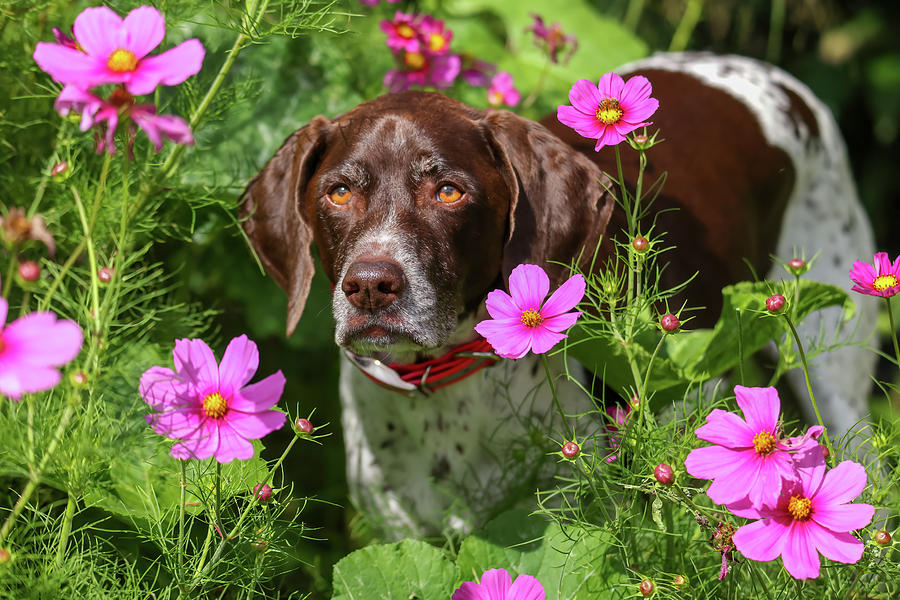 German Shorthaired Pointer #7 Photograph by Brook Burling