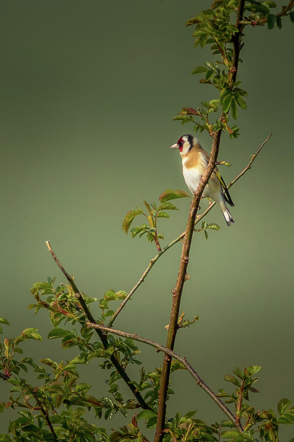 Goldfinch #7 Photograph by Chris Smith