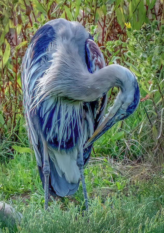 Great Blue Heron Photograph by Bill Ray - Fine Art America