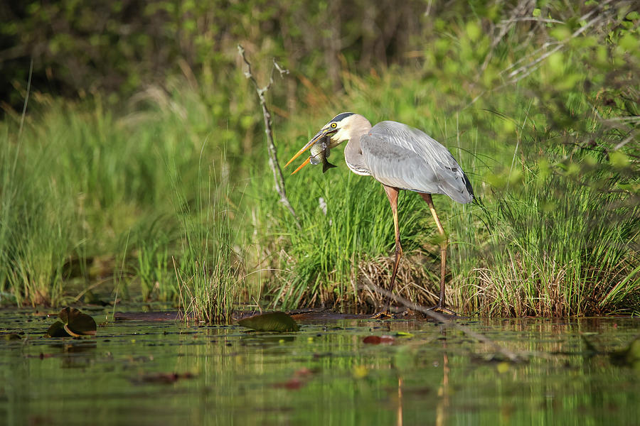 Great Blue Heron #7 Photograph by Brook Burling