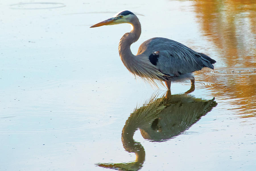 Great Blue Heron- Hilton Head, South Carolina Photograph by William ...