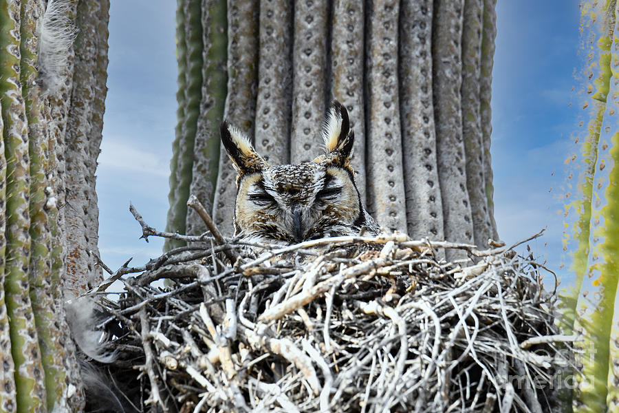 Great Horned Owl #7 Digital Art by Tammy Keyes
