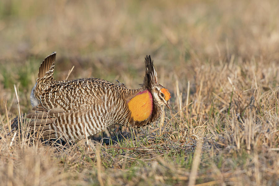 Greater Prairie Chicken Photograph by Daybreak Imagery | Fine Art America