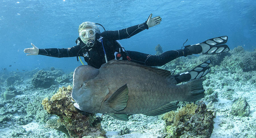 Green humphead parrotfish #7 Photograph by Agency Animal Picture Green humphead parrotfish #7 Photograph by Agency Animal Picture