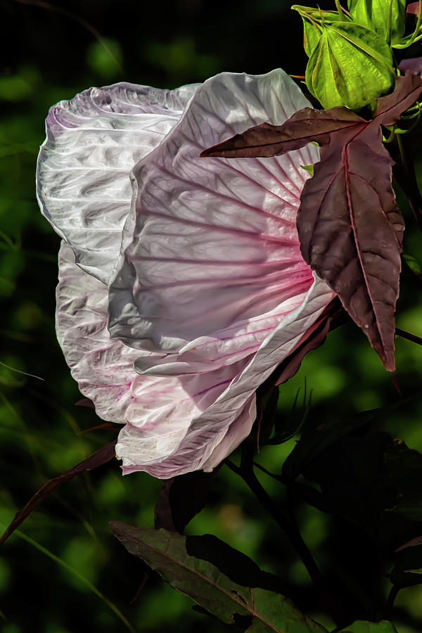 Hibiscus Photograph