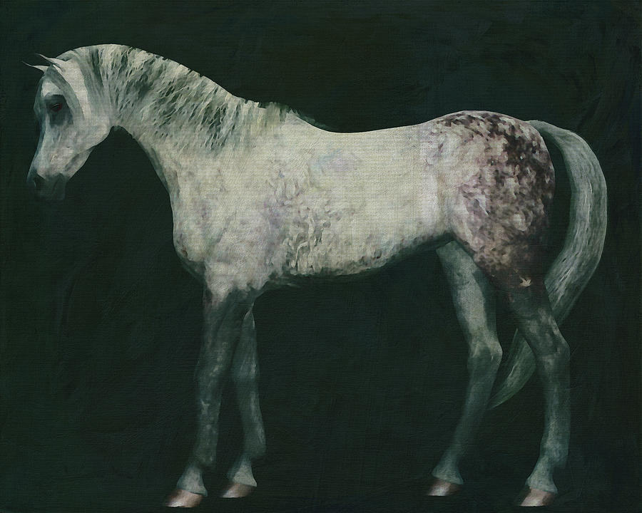 Horses -White horse doing dressage exercise #7 Painting by Jan Keteleer
