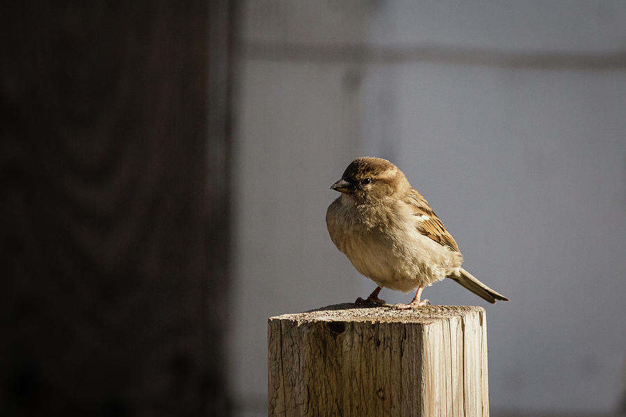 House Sparrow on a fence post #7 Photograph by SAURAVphoto Online Store