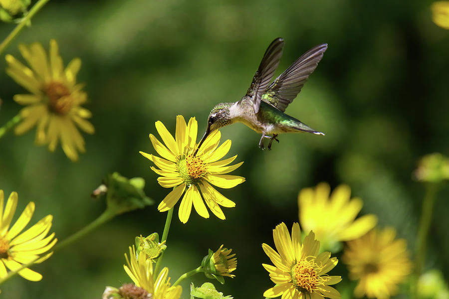 Hummingbird #7 Photograph by Brook Burling