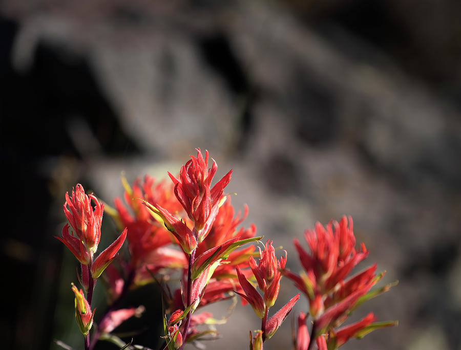 Indian Paintbrush Photograph by Laura Terriere
