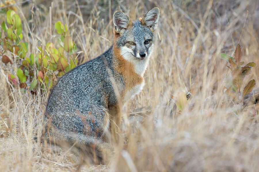 Island Fox - Channel Islands National Park Photograph by Patrick Barron