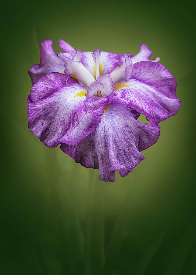 Flowers Still Life Photograph - Japanese Iris #8 by Alinna Lee
