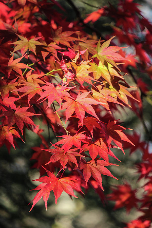 Japanese Maple Photograph By Peggy Burley - Fine Art America