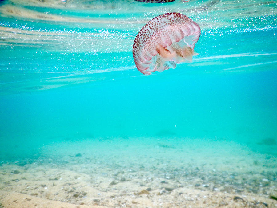 Jellyfish underwater #7 Photograph by Nadieshda