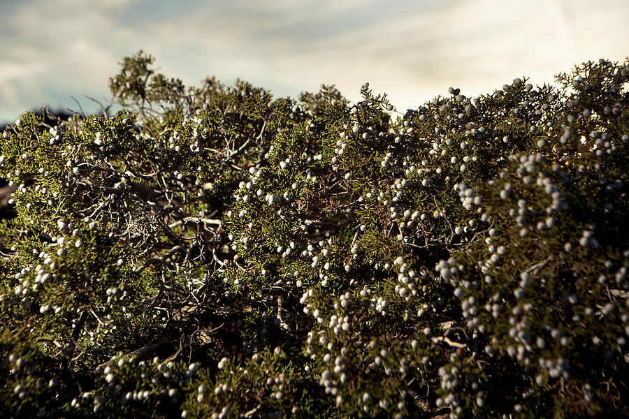 Juniperus Californica Photograph by Joseph Philipson