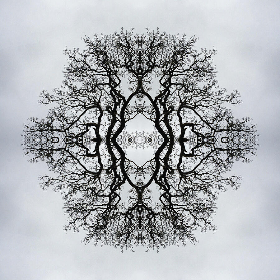 Kaleidoscopic Image of Winter Tree branches #7 Photograph by Mike Hill