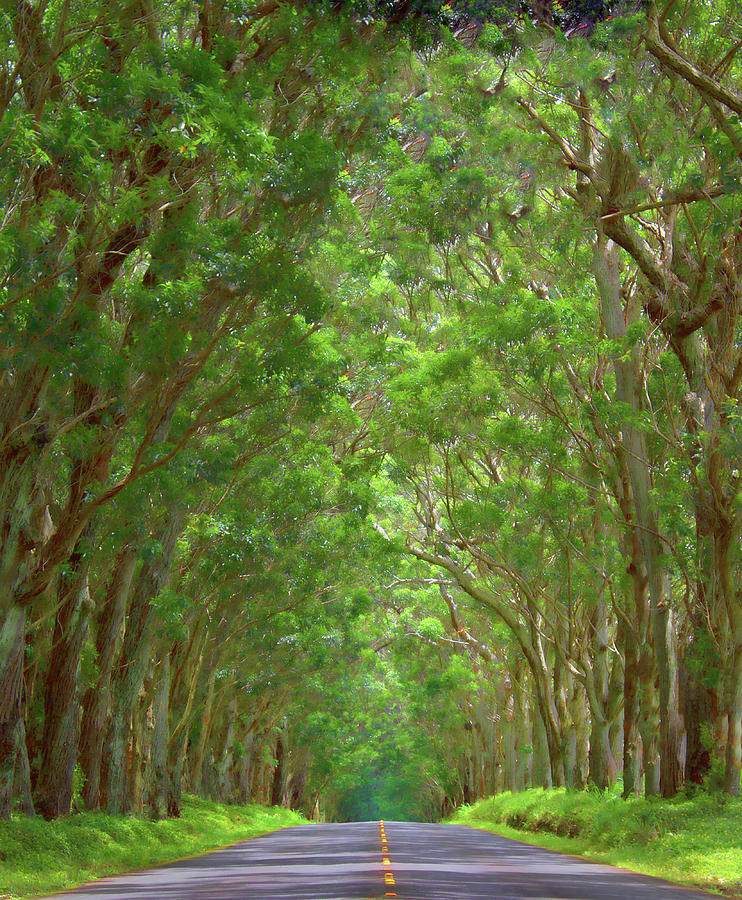 Kauai Tree Tunnel #7 Photograph by Mark Chandler - Fine Art America