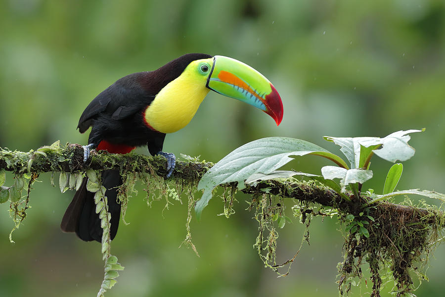 Keel-billed toucan #7 Photograph by ©Juan Carlos Vindas