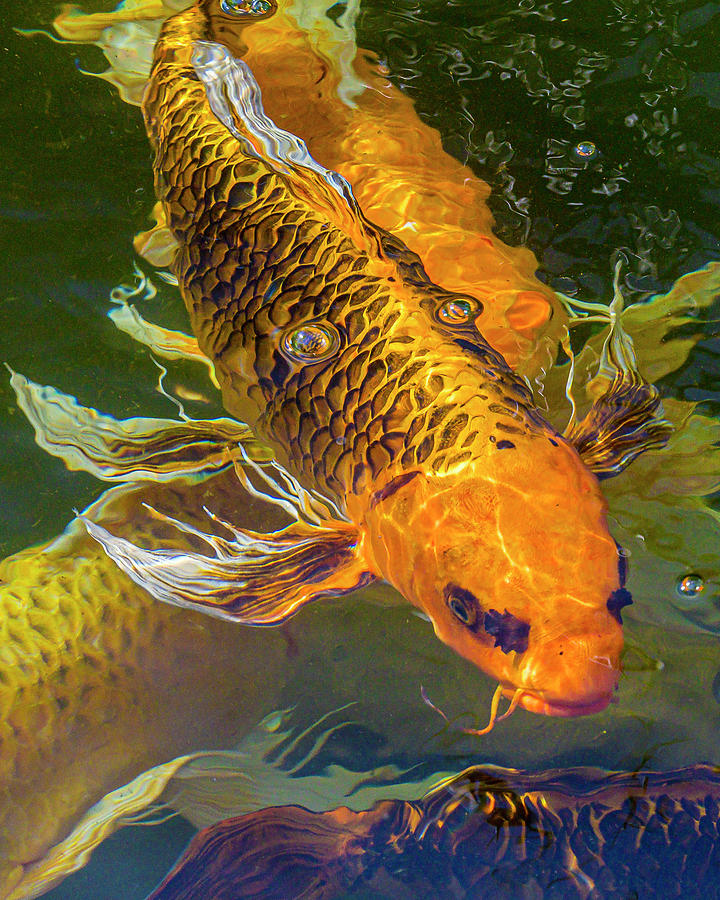 Koi #7 Photograph by Mark Mille