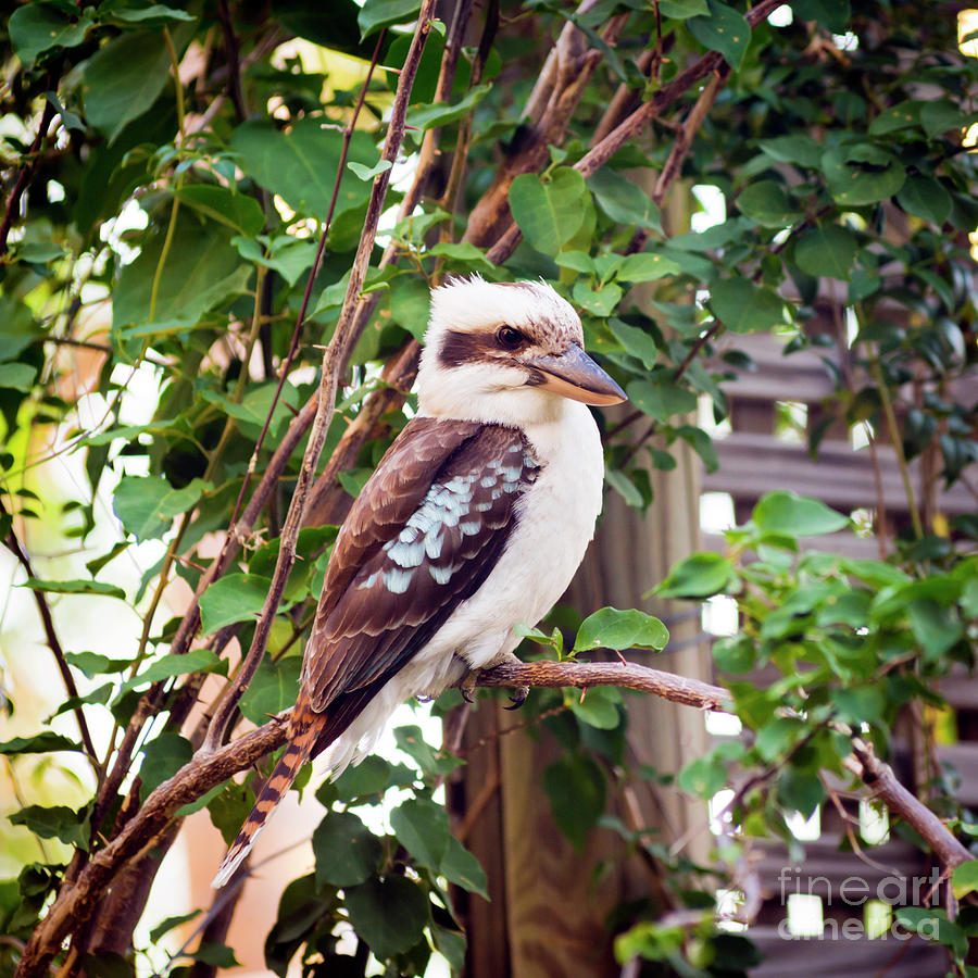 Animal Photograph - Kookaburra #7 by THP Creative