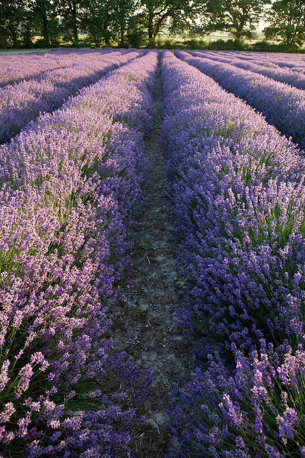Lavender fields #7 Photograph by Ian Middleton