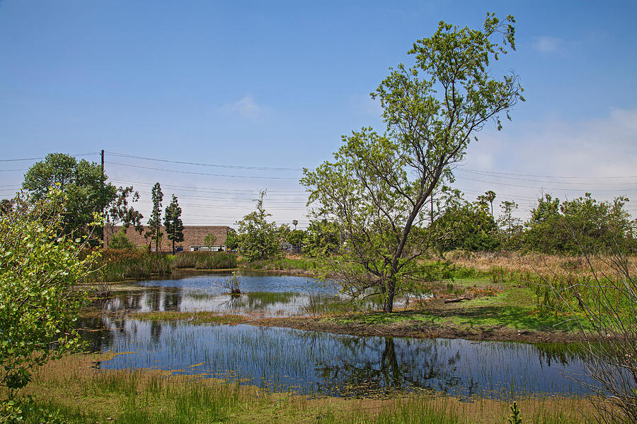 Torrance Photograph - Madrona Marsh Wetlands is a vernal freshwater marsh and is appro #6 by Peter Bennett