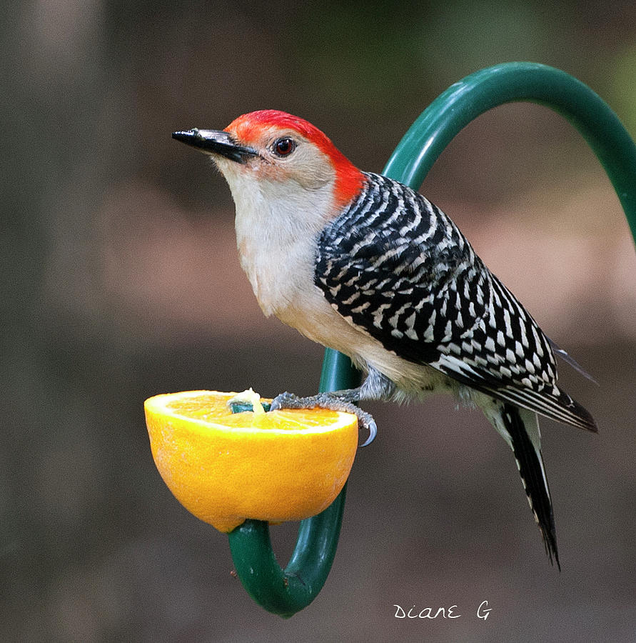 Male Red-bellied Woodpecker #7 Photograph by Diane Giurco