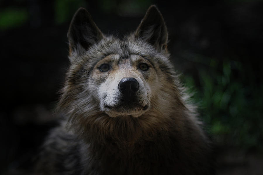 Mexican Grey Wolf #7 Photograph by Ernest Echols