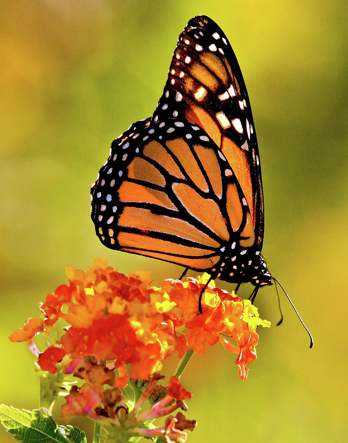 Monarch Butterfly Photograph by Mark Chandler | Fine Art America