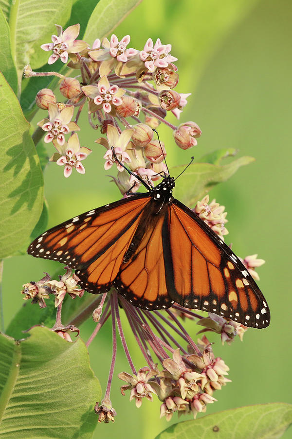 Monarch Butterfly Stony Brook New York #7 Photograph by Bob Savage