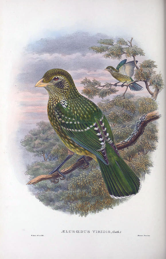 Monograph Of The Paradiseidae, Or Birds Of Paradise And Ptilonorhynchidae Painting