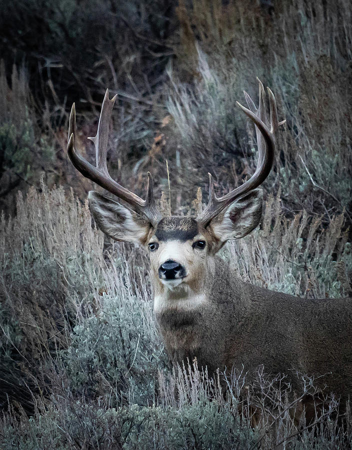 Mule Deer Bucks Photograph by Scott Roberts - Fine Art America