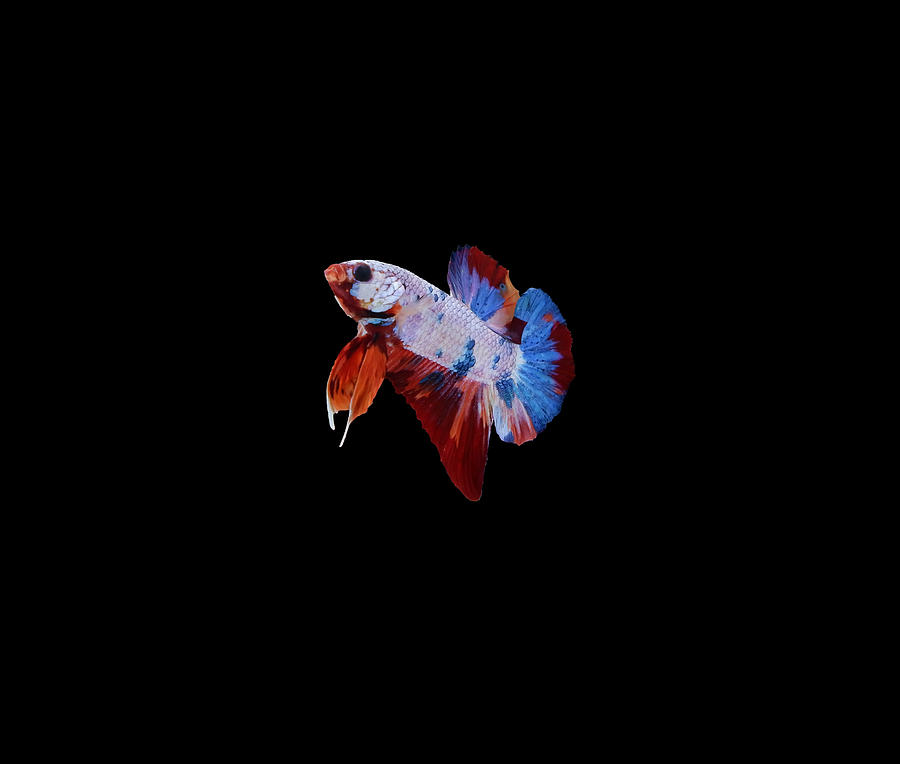 Multicolor Betta Fish Photograph by Sambel Pedes
