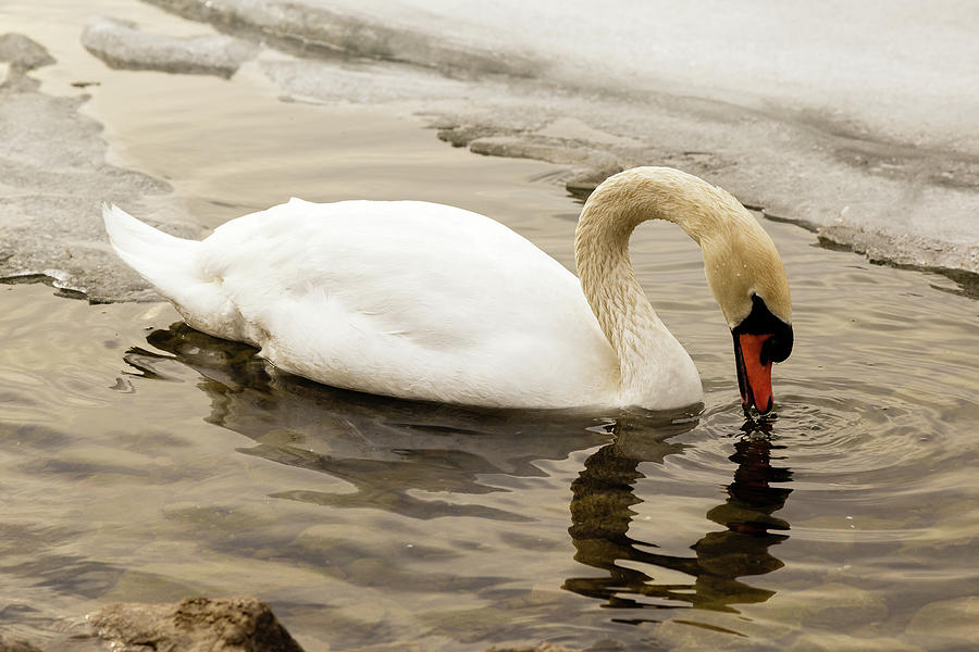 Mute swan #7 Photograph by SAURAVphoto Online Store