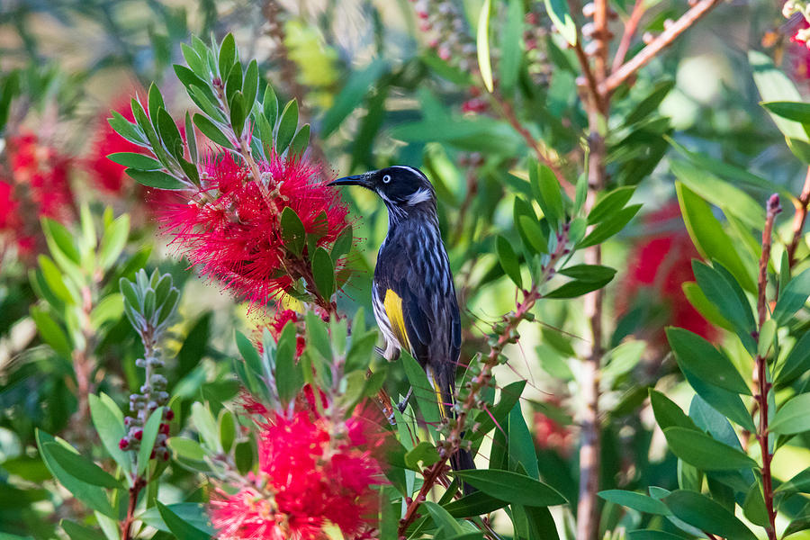New Holland Honeyeater Bird Perching On Flowering Plant #7 Photograph by Robbie Goodall