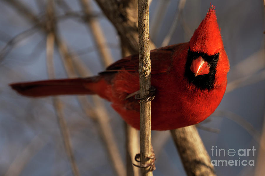 Northern Cardinal #7 Photograph by JT Lewis