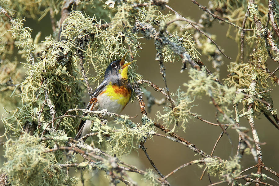Northern Parula #7 Photograph by Brook Burling