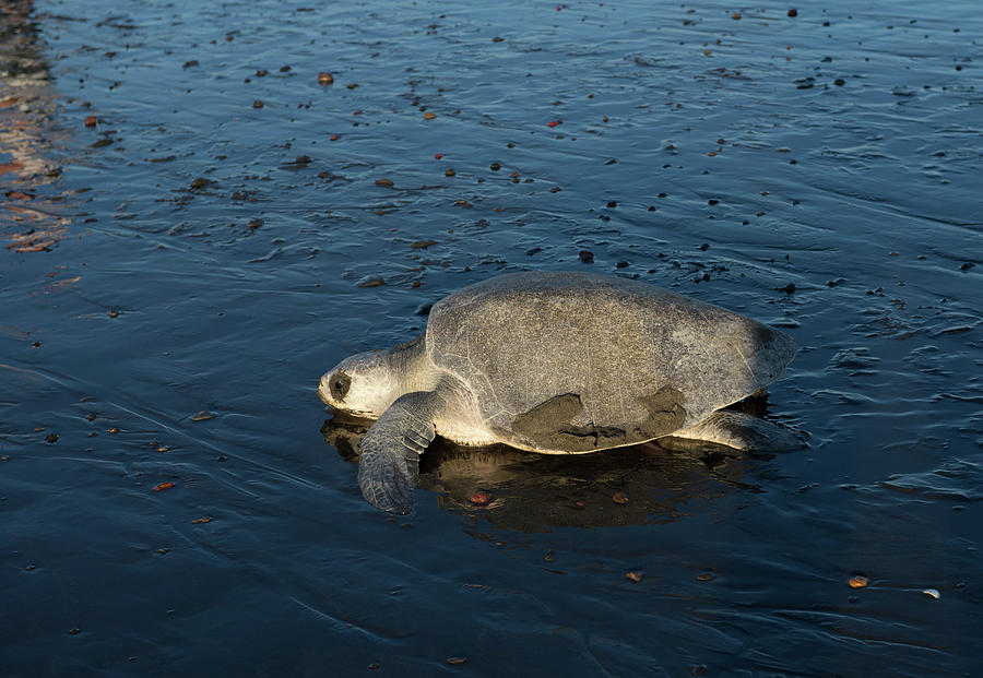 Olive Ridley Sea Turtles Digital Art