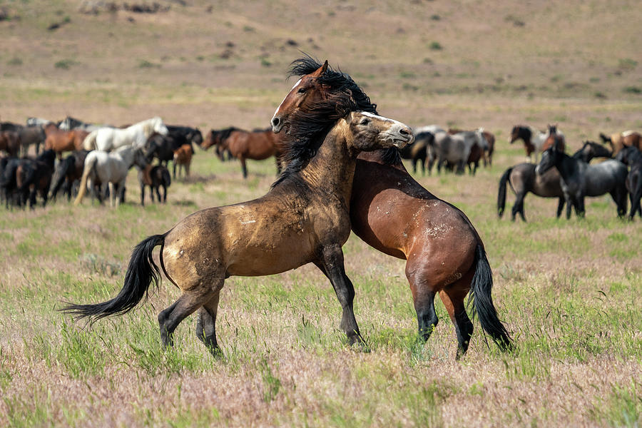 Onaqui Wild Horses #7 Photograph by Wesley Aston