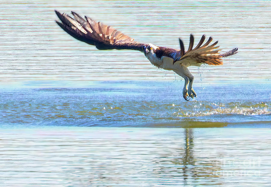 Osprey in Flight #7 Photograph by Steven Krull