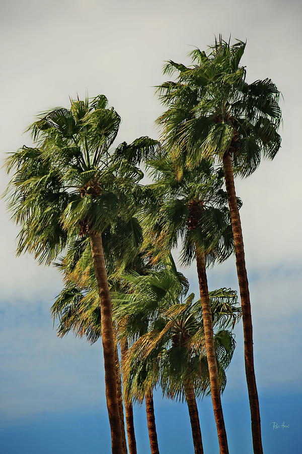 7 Palms - Palm Desert Photograph by Russ Harris
