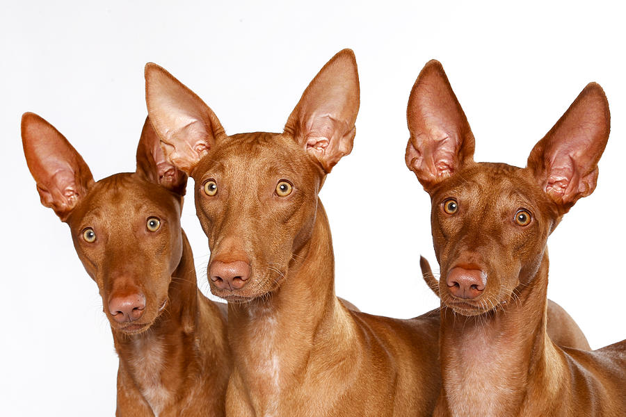 Pharaoh Hound #7 Photograph by Agency Animal Picture
