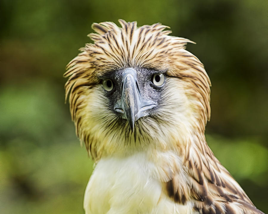 Philippine Eagle #7 Photograph by © 2011 Voltaire Malazarte