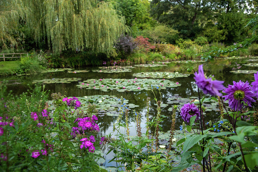 Water Lilies and Flowers in Abudance in Monet's Garden, Giverny, France ...