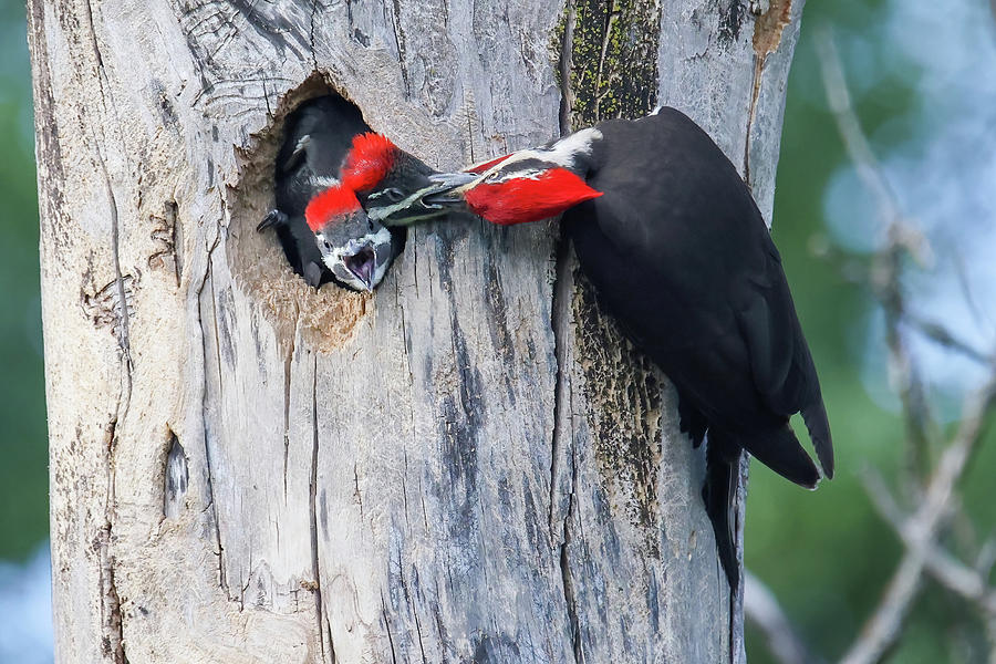 Pileated Woodpecker Family #7 Photograph by Brook Burling
