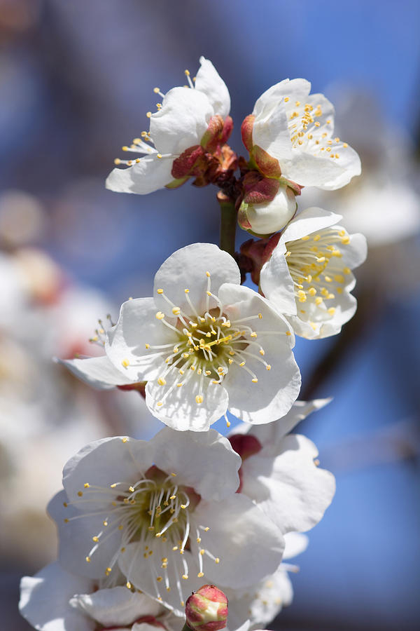 Plum blossom #7 Photograph by Y-studio