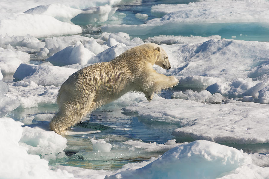 Polar bear #7 Photograph by Gabrielle Therin-Weise
