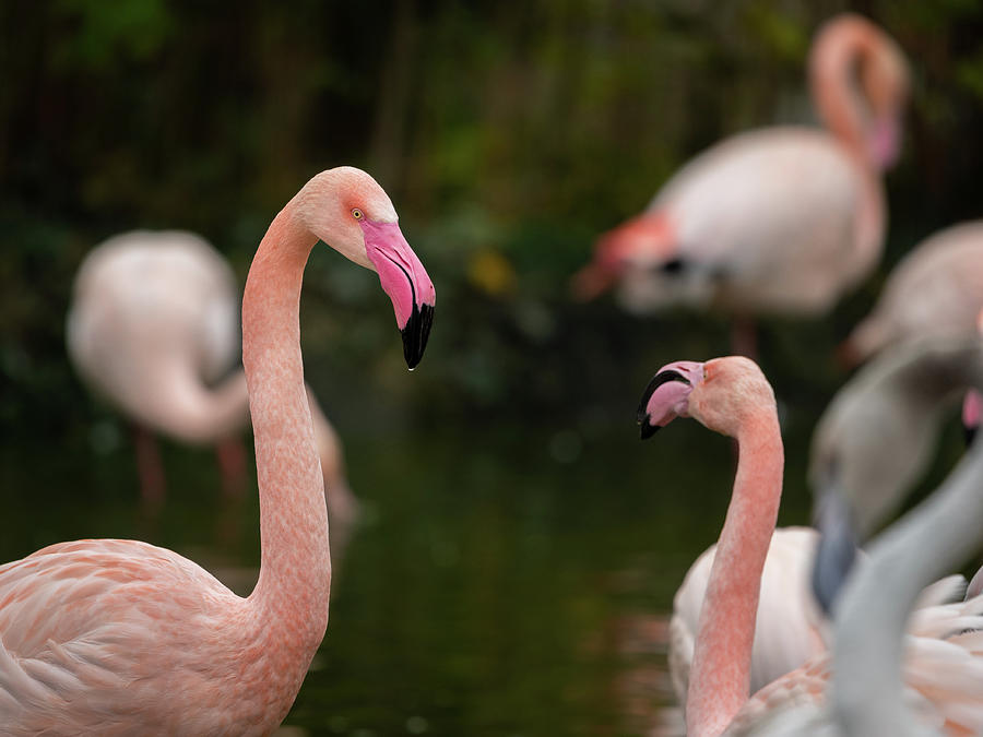 Portrait of a Greater Flamingo in a zoo Photograph by Stefan Rotter ...