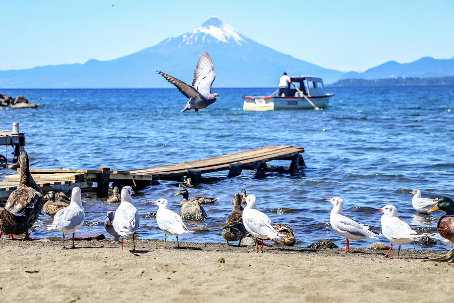 Puerto Montt, Argentina #7 Photograph by Paul James Bannerman